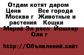 Отдам котят даром › Цена ­ 10 - Все города, Москва г. Животные и растения » Кошки   . Марий Эл респ.,Йошкар-Ола г.